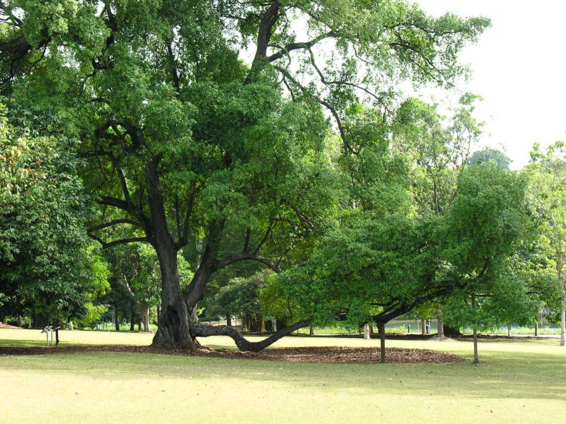 The Heritage tembusu tree at the Singapore Botanic Gardens
